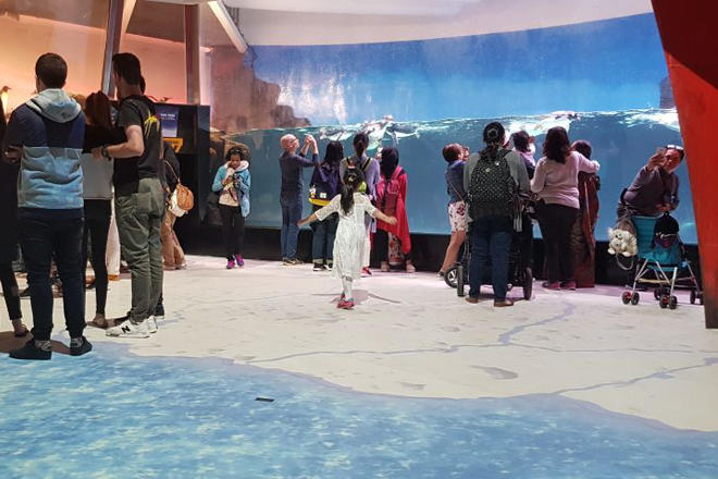 sealife-penguin-room-interactive-floor-005